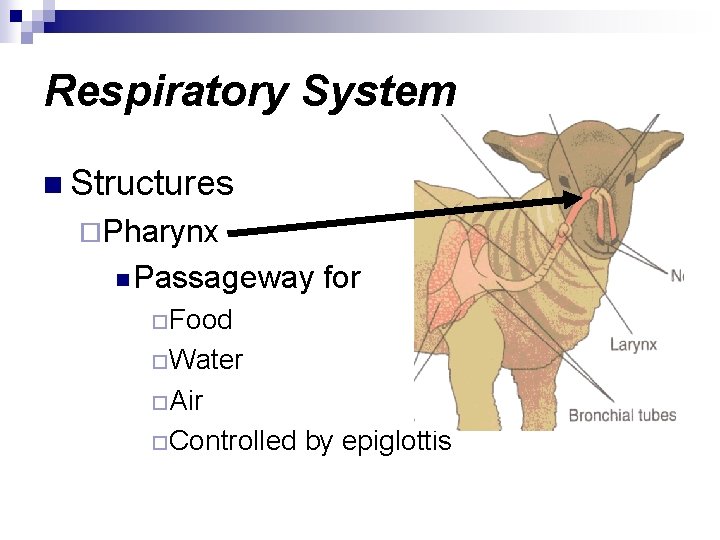 Respiratory System n Structures ¨Pharynx n Passageway for ¨Food ¨Water ¨Air ¨Controlled by epiglottis