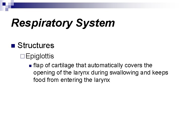 Respiratory System n Structures ¨ Epiglottis n flap of cartilage that automatically covers the