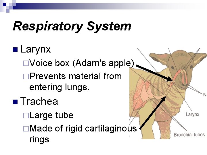 Respiratory System n Larynx ¨Voice box (Adam’s apple) ¨Prevents material from entering lungs. n