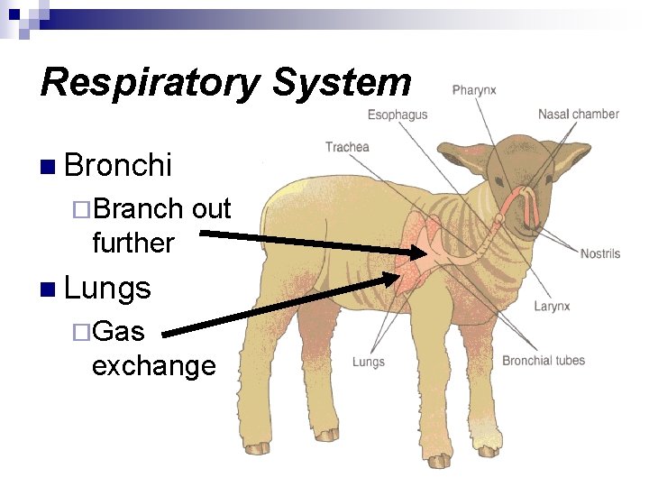 Respiratory System n Bronchi ¨Branch out further n Lungs ¨Gas exchange 