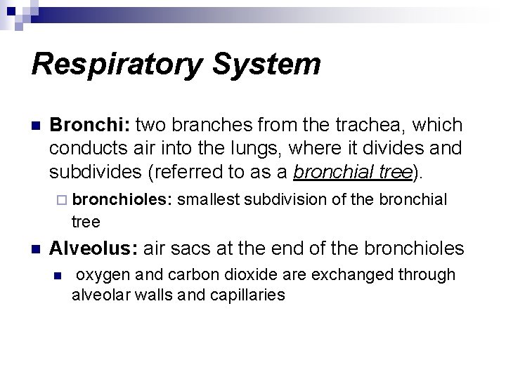 Respiratory System n Bronchi: two branches from the trachea, which conducts air into the