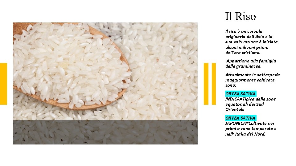 Il Riso Il riso è un cereale originario dell’Asia e la sua coltivazione è