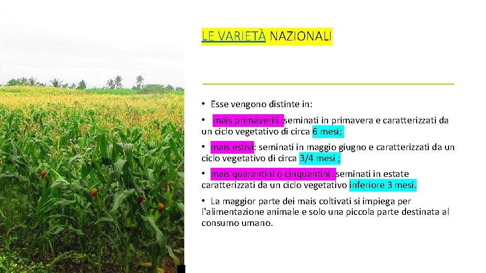LE VARIETÀ NAZIONALI • Esse vengono distinte in: • mais primaverili : seminati in