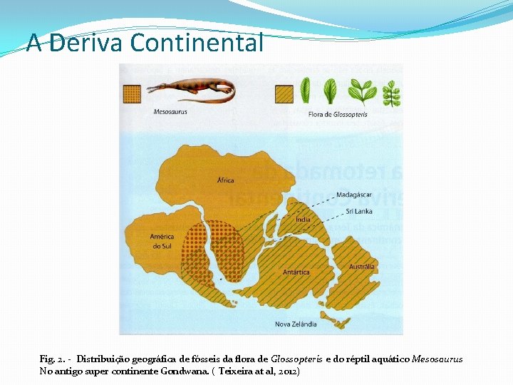 A Deriva Continental Fig. 2. - Distribuição geográfica de fósseis da flora de Glossopteris