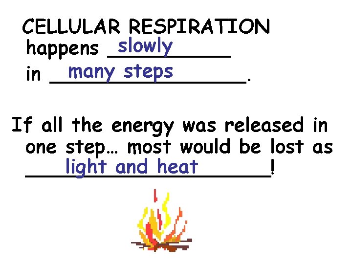 CELLULAR RESPIRATION slowly happens _____ many steps in ________. If all the energy was