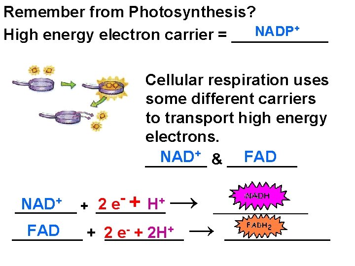 Remember from Photosynthesis? + NADP High energy electron carrier = ______ Cellular respiration uses