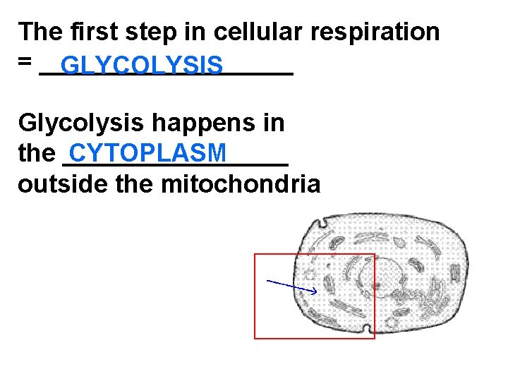 The first step in cellular respiration = _________ GLYCOLYSIS Glycolysis happens in CYTOPLASM the