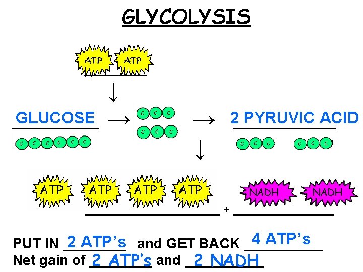 GLYCOLYSIS ____ ↓ GLUCOSE ______ ATP → ↓ ATP 2_______ PYRUVIC ACID NADH __________