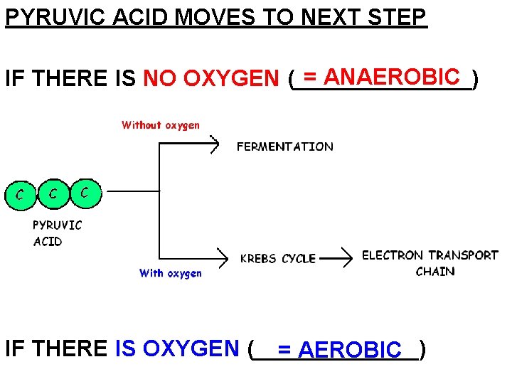 PYRUVIC ACID MOVES TO NEXT STEP = ANAEROBIC IF THERE IS NO OXYGEN (_______)