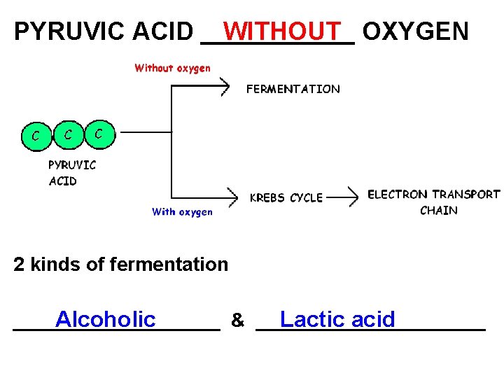 WITHOUT OXYGEN PYRUVIC ACID ______ ANAEROBIC 2 kinds of fermentation Alcoholic Lactic acid __________