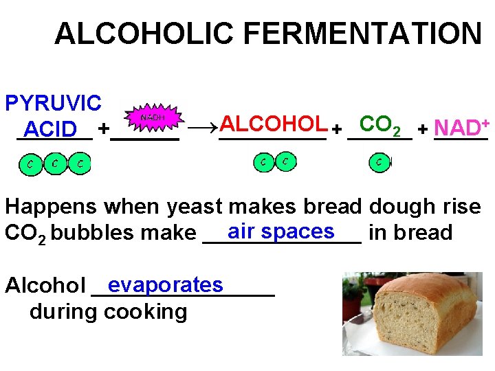 ALCOHOLIC FERMENTATION PYRUVIC _______ ACID +_____ ALCOHOL + ______ CO 2 + NAD →_____+