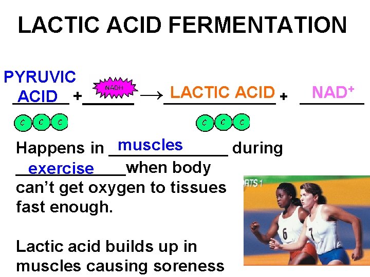 LACTIC ACID FERMENTATION PYRUVIC _______ ACID +_____ + LACTIC ACID NAD →_______ + ____