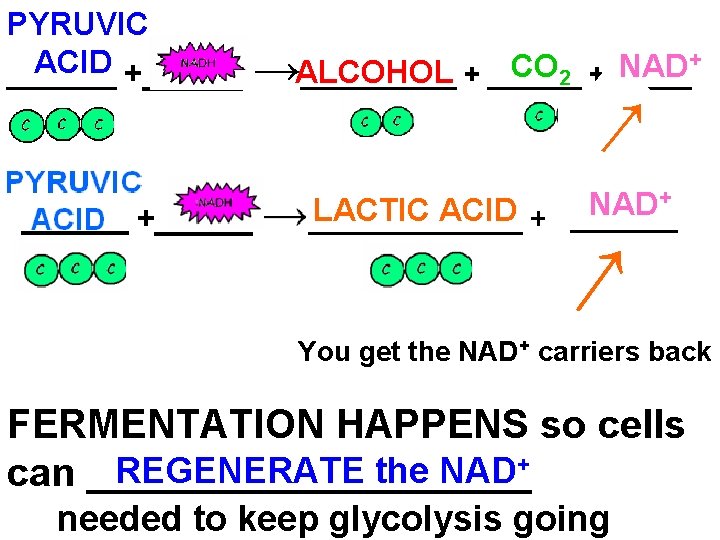 + CO NAD →ALCOHOL _____ + ______ 2 + _____ → PYRUVIC ACID +_______