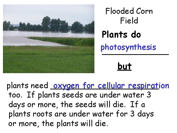 Flooded Corn Field Plants do photosynthesis ______ but plants need ___________ oxygen for cellular