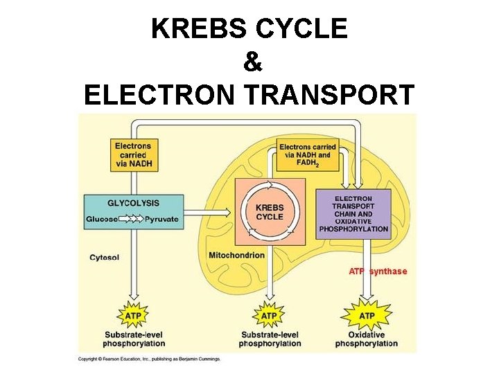 KREBS CYCLE & ELECTRON TRANSPORT 