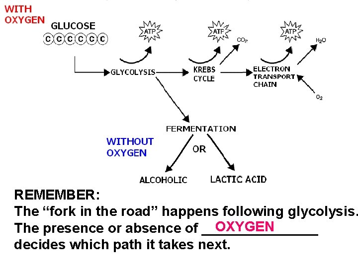 REMEMBER: The “fork in the road” happens following glycolysis. OXYGEN The presence or absence