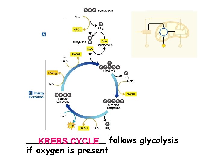 ________ KREBS CYCLE follows glycolysis if oxygen is present 