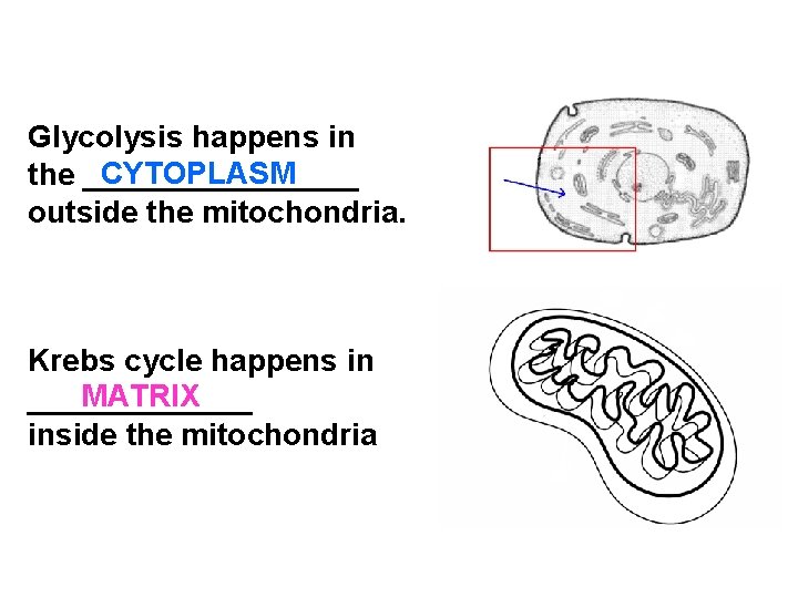 Glycolysis happens in CYTOPLASM the ________ outside the mitochondria. Krebs cycle happens in MATRIX