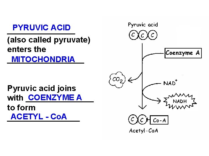 PYRUVIC ACID ________ (also called pyruvate) enters the _________ MITOCHONDRIA Pyruvic acid joins COENZYME