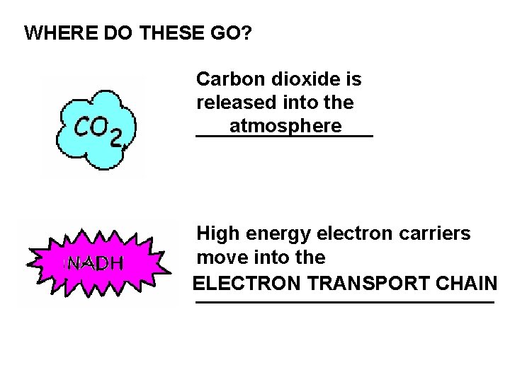 WHERE DO THESE GO? Carbon dioxide is released into the atmosphere ________ High energy