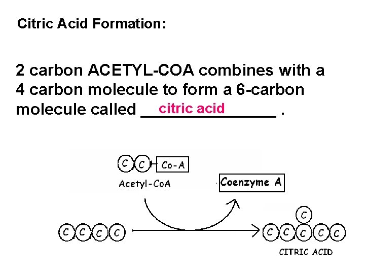 Citric Acid Formation: 2 carbon ACETYL-COA combines with a 4 carbon molecule to form