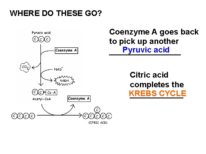 WHERE DO THESE GO? Coenzyme A goes back to pick up another Pyruvic acid