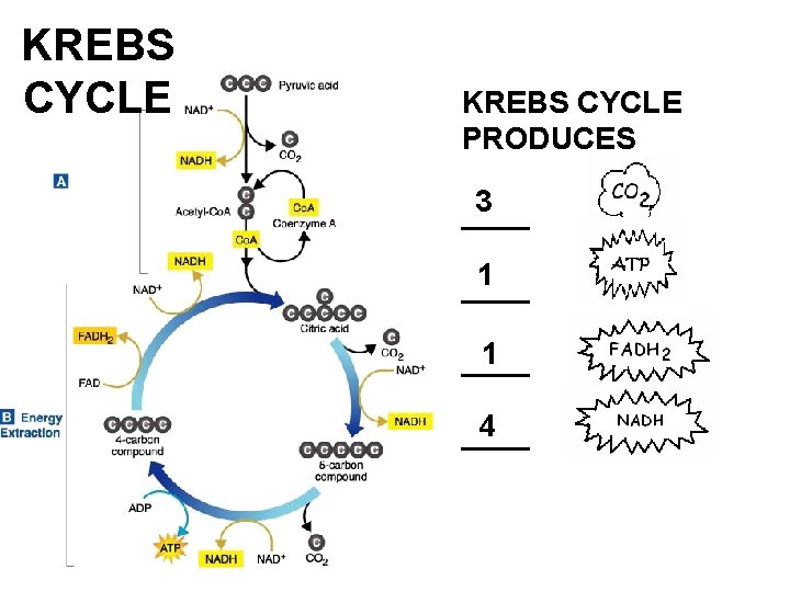 KREBS CYCLE PRODUCES 3 ____ 1 ____ 4 ____ 