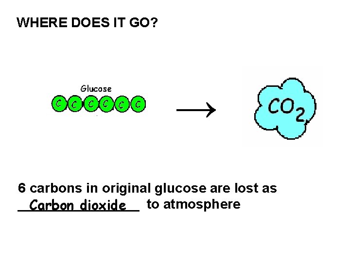 WHERE DOES IT GO? → 6 carbons in original glucose are lost as ________