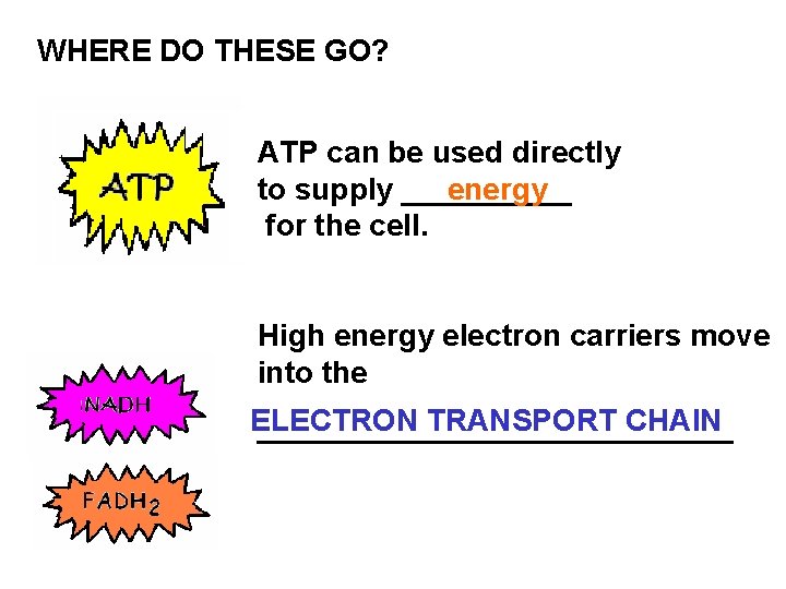 WHERE DO THESE GO? ATP can be used directly energy to supply _____ for