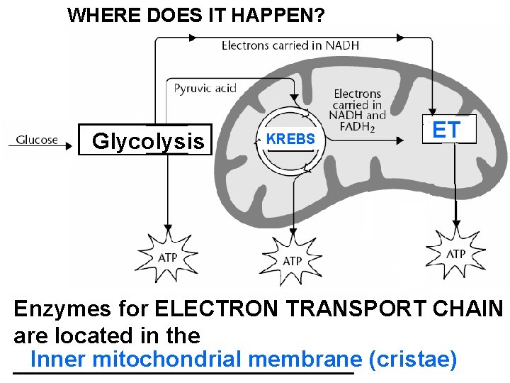 WHERE DOES IT HAPPEN? Glycolysis KREBS ET Enzymes for ELECTRON TRANSPORT CHAIN are located