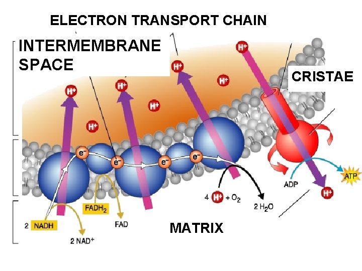 ELECTRON TRANSPORT CHAIN INTERMEMBRANE SPACE CRISTAE MATRIX ELECTRON TRANSPORT CHAIN INTERMEMBRANE SPACE CRISTAE MATRIX