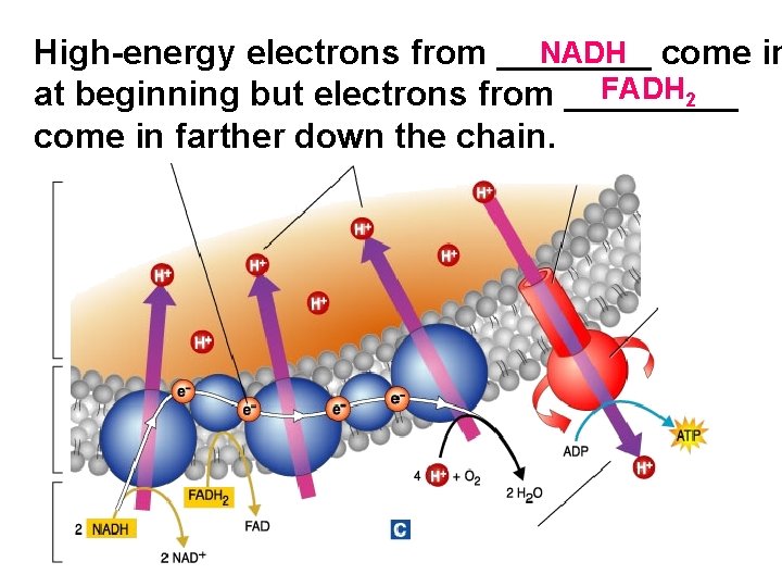 NADH come in High-energy electrons from ____ FADH 2 at beginning but electrons from