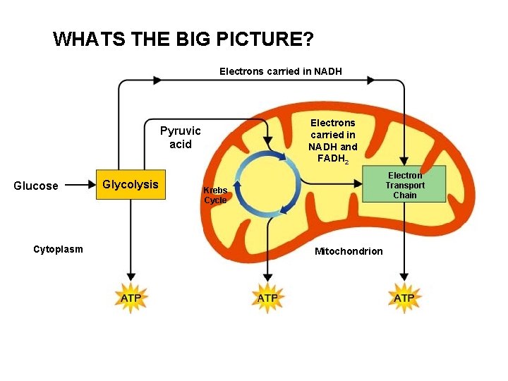 WHATS THE BIG PICTURE? Electrons carried in NADH and FADH 2 Pyruvic acid Glucose