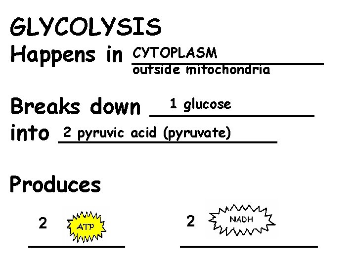 GLYCOLYSIS CYTOPLASM Happens in _______ outside mitochondria 1 glucose Breaks down ______ 2 pyruvic