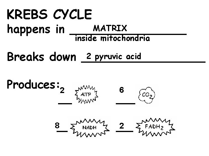 KREBS CYCLE MATRIX happens in ________ inside mitochondria 2 pyruvic acid Breaks down _________