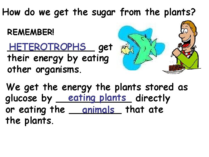 How do we get the sugar from the plants? REMEMBER! ________ HETEROTROPHS get their