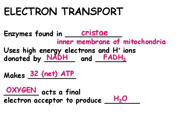 ELECTRON TRANSPORT cristae Enzymes found in _______ inner membrane of mitochondria Uses high energy