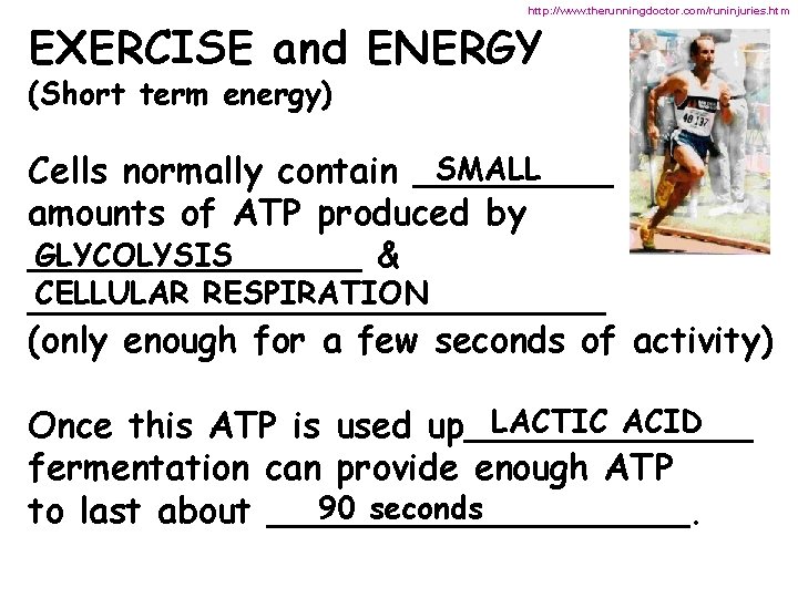 http: //www. therunningdoctor. com/runinjuries. htm EXERCISE and ENERGY (Short term energy) SMALL Cells normally