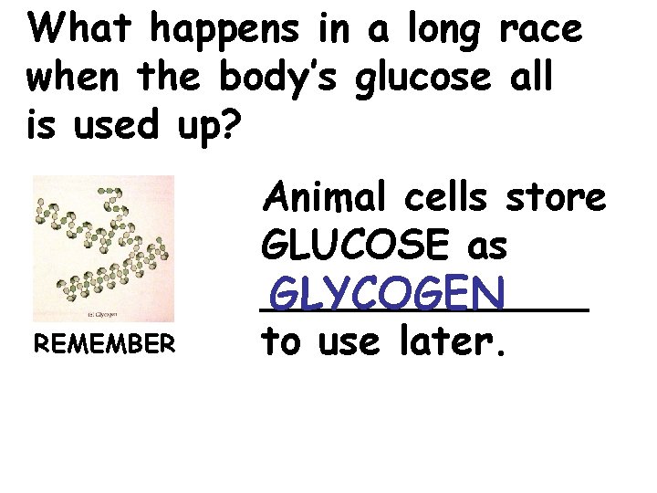 What happens in a long race when the body’s glucose all is used up?