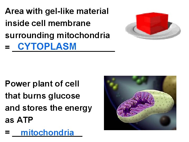 Area with gel-like material inside cell membrane surrounding mitochondria CYTOPLASM = ___________ Power plant