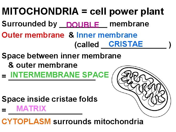 MITOCHONDRIA = cell power plant Surrounded by ______ DOUBLE membrane Outer membrane & Inner