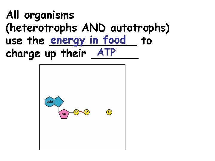 All organisms (heterotrophs AND autotrophs) energy in food to use the _______ ATP charge