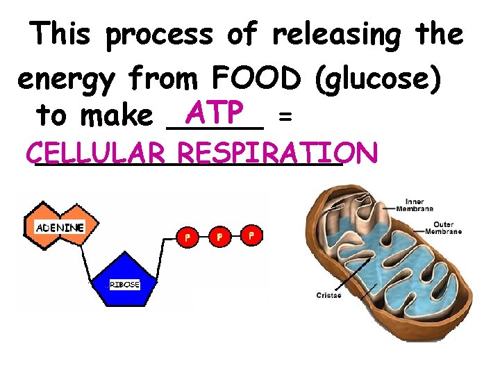 This process of releasing the energy from FOOD (glucose) ATP = to make ___________