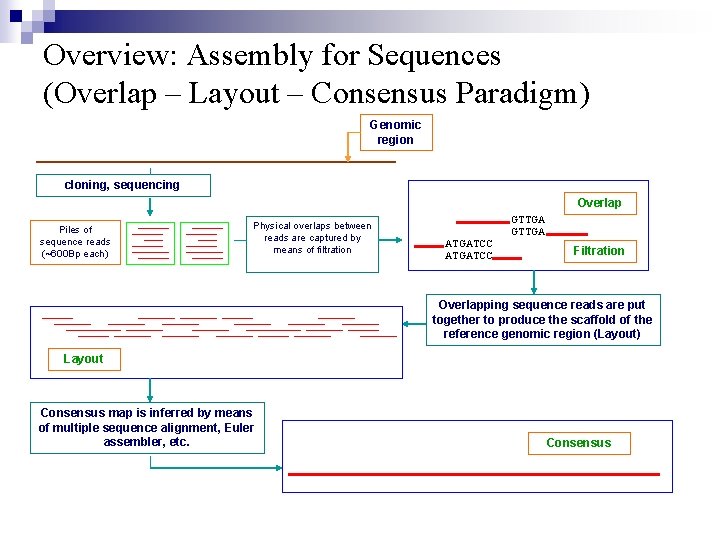 Overview: Assembly for Sequences (Overlap – Layout – Consensus Paradigm) Genomic region cloning, sequencing