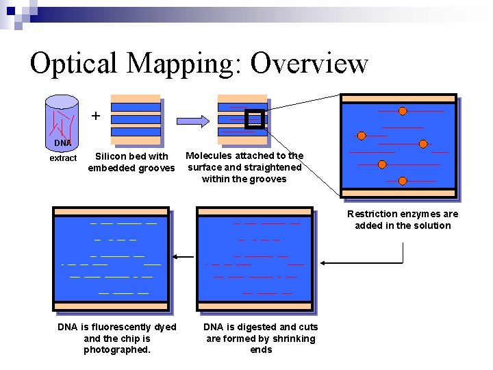 Optical Mapping: Overview + DNA extract Silicon bed with embedded grooves Molecules attached to