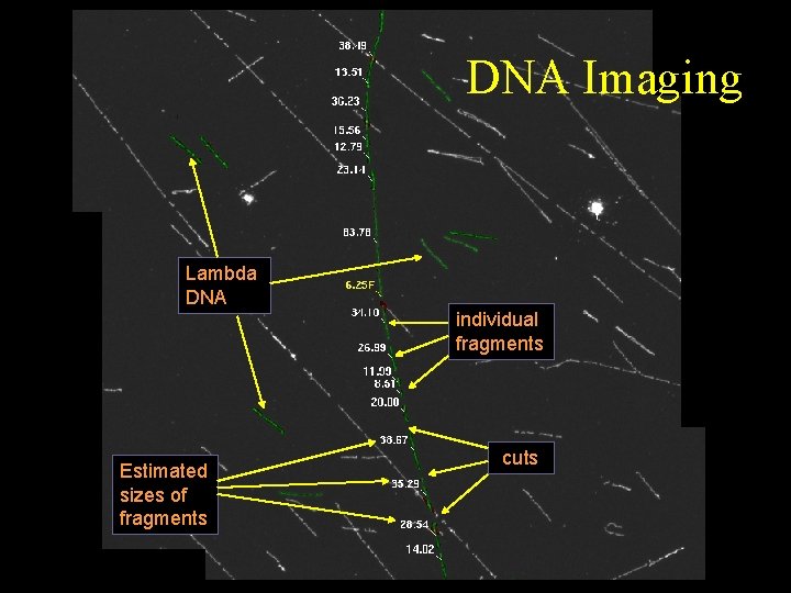 DNA Imaging Lambda DNA individual fragments Estimated sizes of fragments cuts 