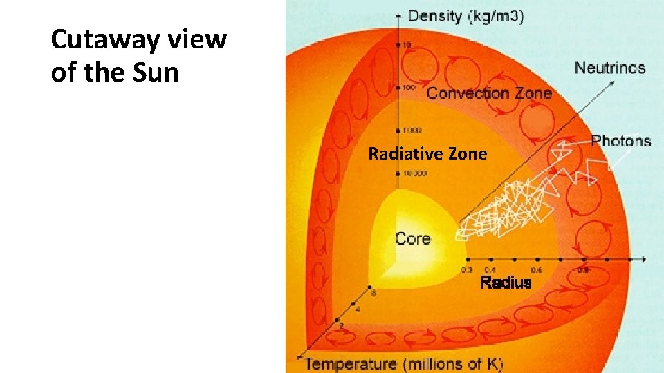Cutaway view of the Sun Radiative Zone 