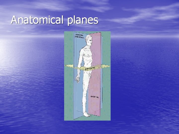 Overview of Anatomy A Azami Ph D 1