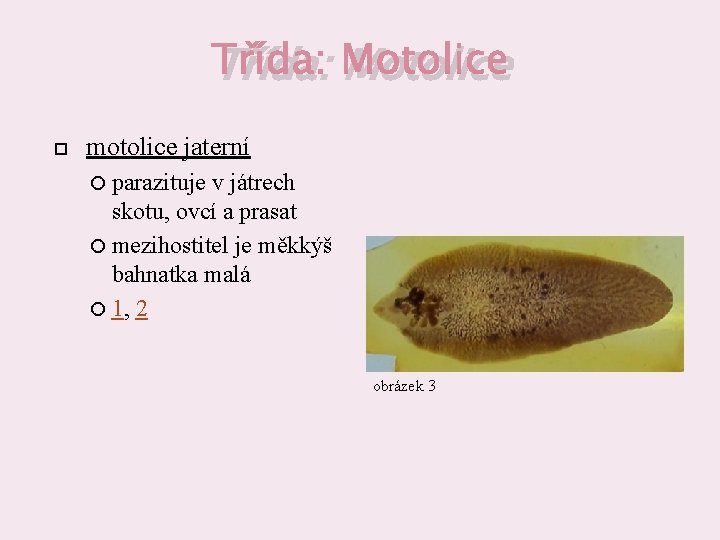 Třída: Motolice motolice jaterní parazituje v játrech skotu, ovcí a prasat mezihostitel je měkkýš