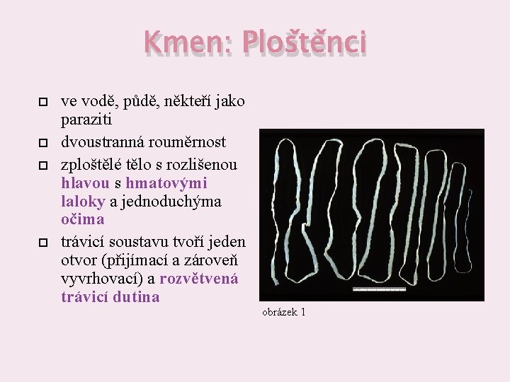 Kmen: Ploštěnci ve vodě, půdě, někteří jako paraziti dvoustranná rouměrnost zploštělé tělo s rozlišenou